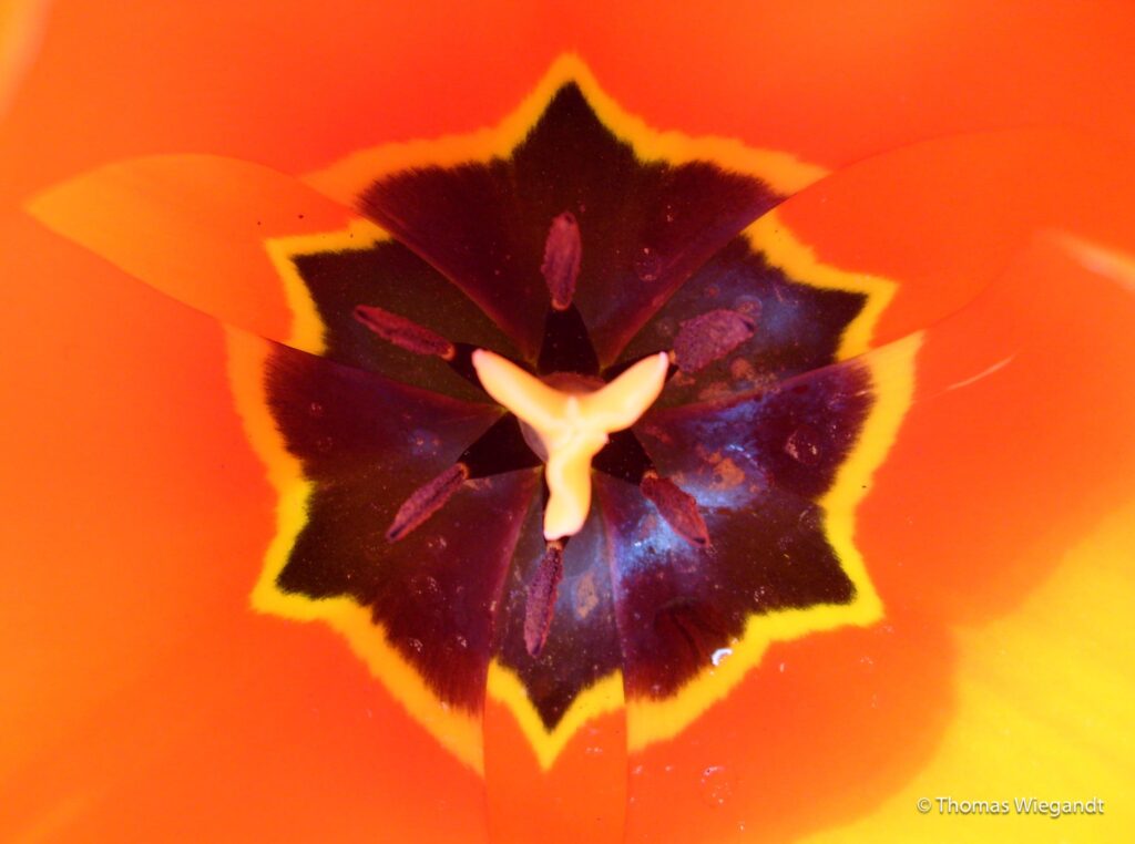 Tulip-Kaleidoscope-