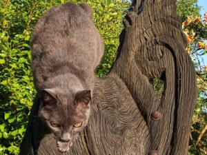 Cat on a wooden sculpture